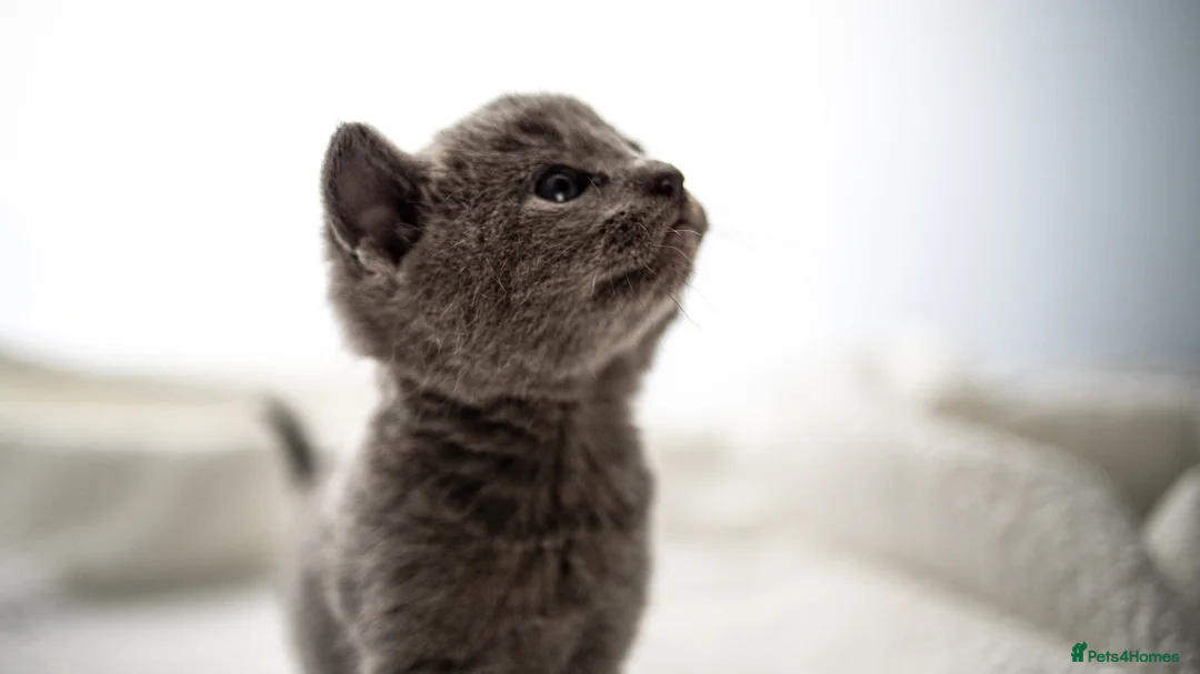 Russian Blue cats for sale: *One Beautiful Russian Blue Male Kitten Left!* - Advert 7