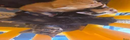 Mixed Breed cats for sale: Little kittens  - Advert 14