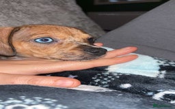 Mixed Breed dogs for sale: Chiweenie girl pup - Image 4