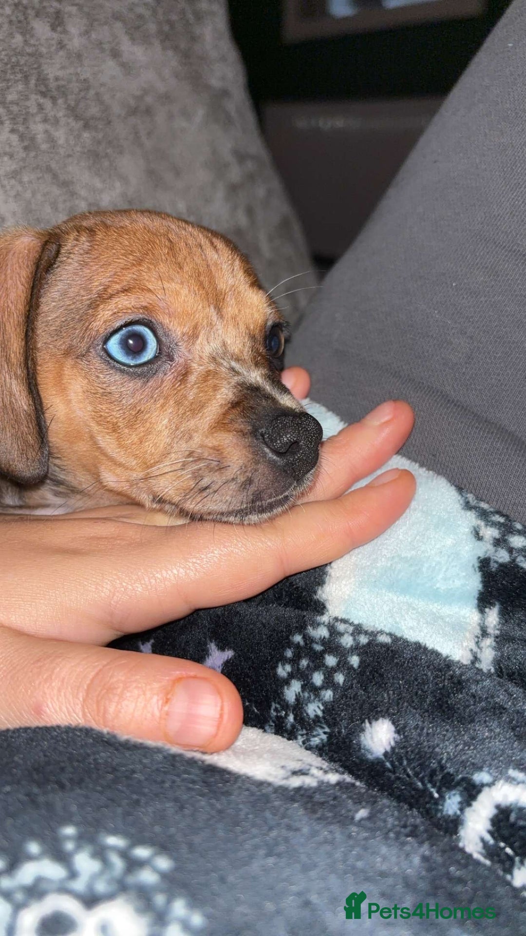Mixed Breed dogs for sale: Chiweenie girl pup - Image 4
