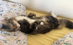 Maine Coon cats for sale: Casper  - Image 11