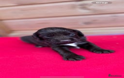 Sprocker dogs for sale: Sprocker spaniel puppies  - Image 8
