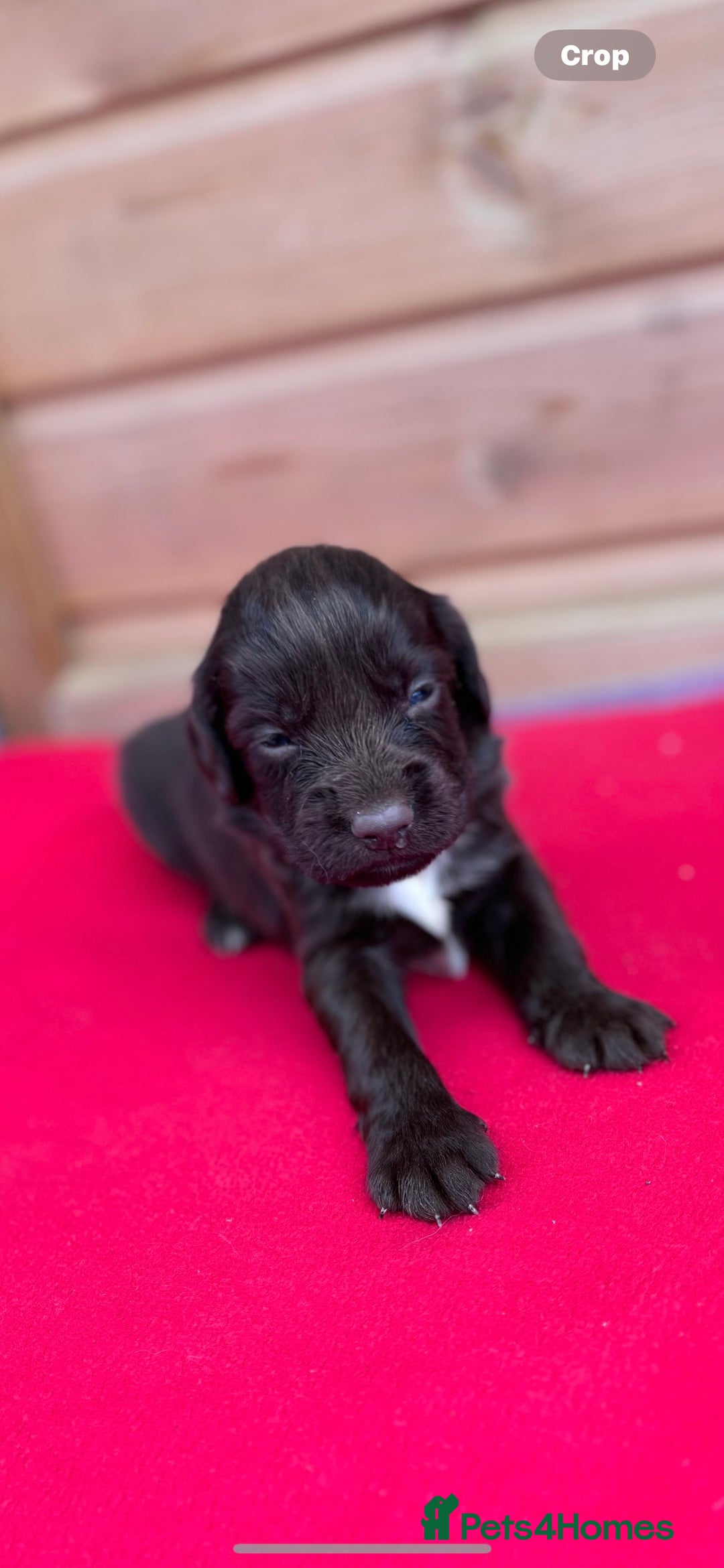 Sprocker dogs for sale: Sprocker spaniel puppies  - Image 8