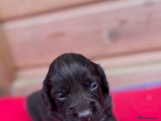 Sprocker dogs - Advert 4