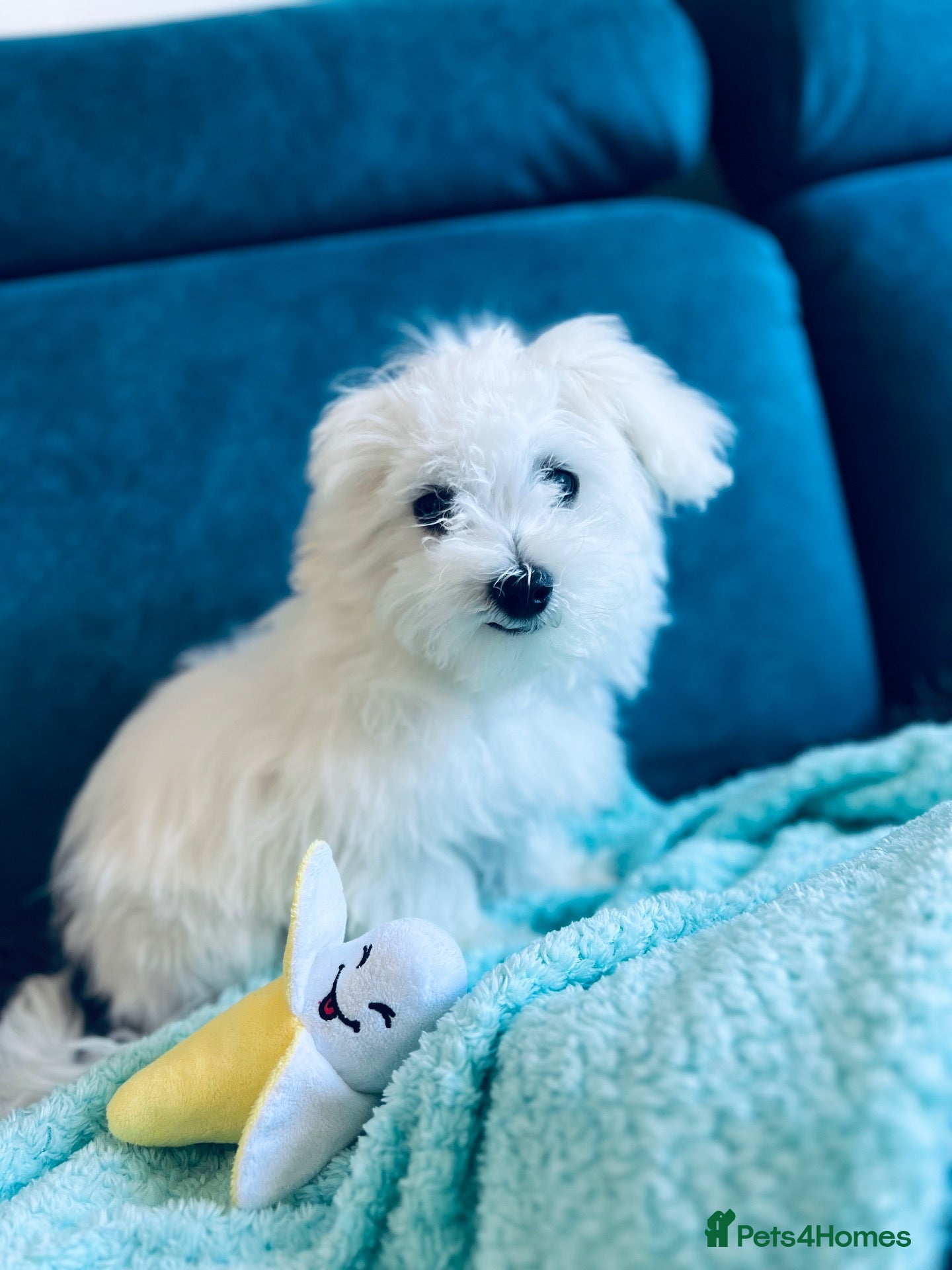 Maltese dogs ONE SMALL FLUFFY MALTESE BOY - Advert 2