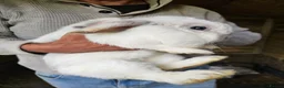 Mini Lop rabbits for sale: Stunning Mini lops - Advert 6