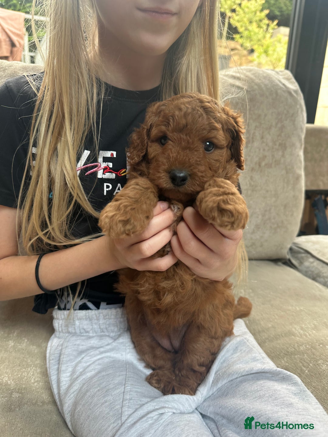 Irish Doodle dogs for sale: F2b Gorgeous Irish Doodles  - Image 12