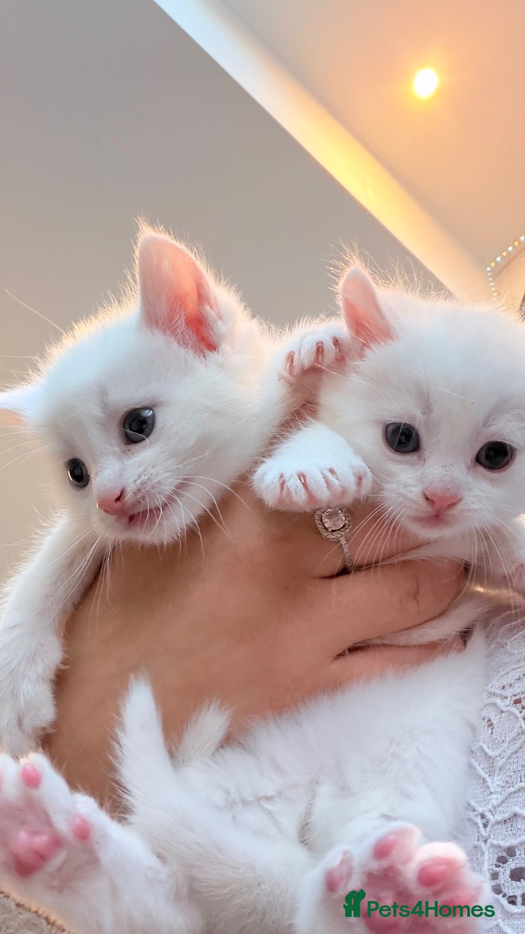 Mixed Breed cats Adorable kittens ready for their new homes - Advert 2