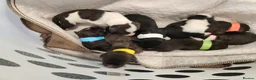 Portuguese Water Dog dogs for sale: 9 pups 🌟 full breed PWD litter 🐶  in Redditch - Advert 19