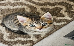 Mixed Breed cats for sale: 3 Beautiful kittens looking for home - Image 12