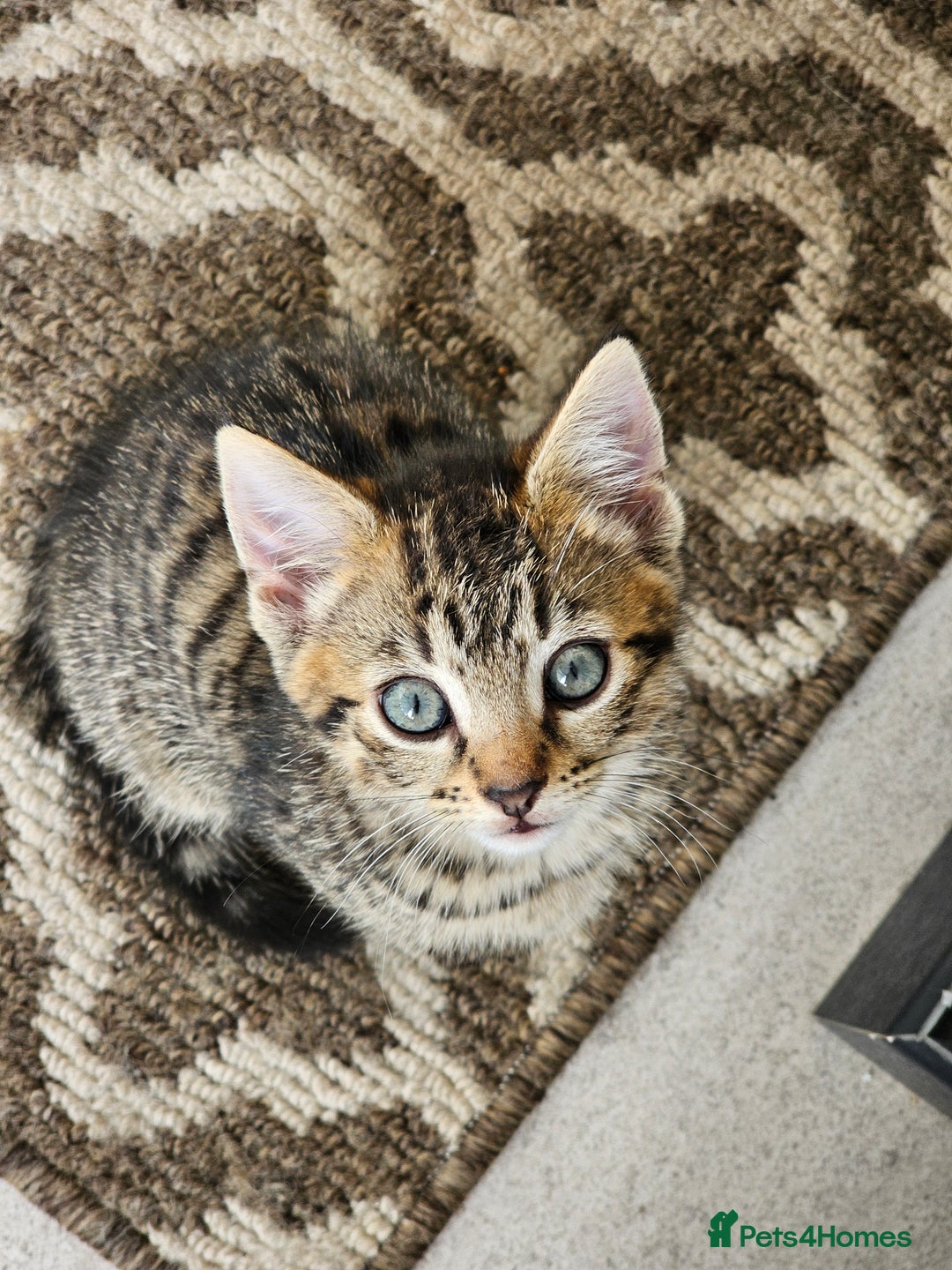 Mixed Breed cats for sale: 3 Beautiful kittens looking for home - Image 12