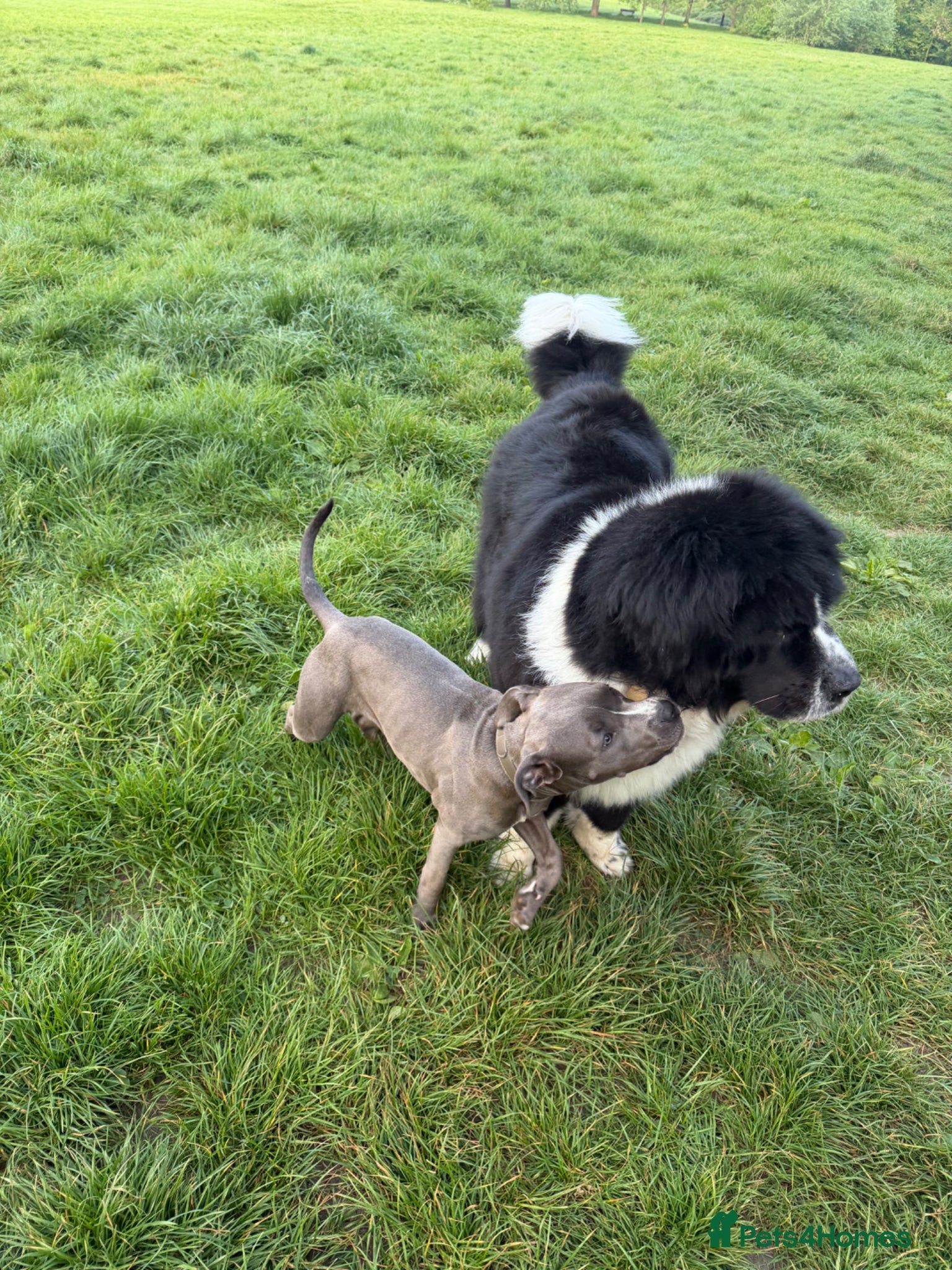 American Bull Staffy dogs for sale: Uma - staffy mix in London - Advert 9