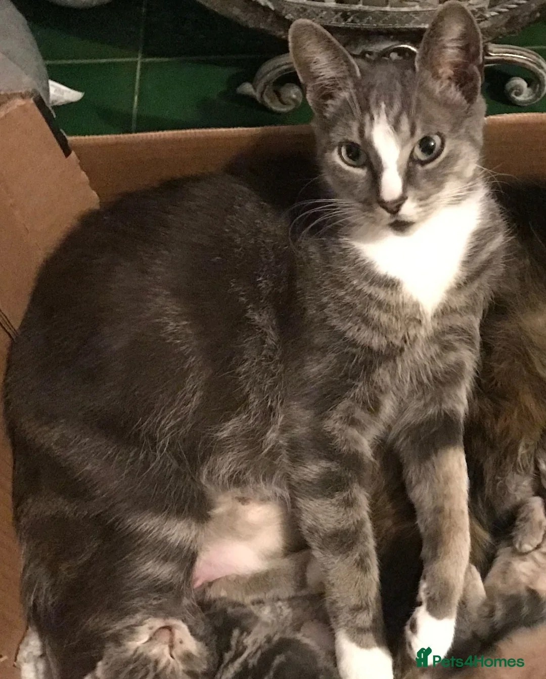 Mixed Breed cats for sale: For Sale Seven Georgeous Kittens - Advert 1