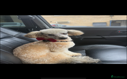 Miniature Poodle dogs for sale: Miniature poodle male - Image 3