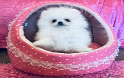 Pomeranian dogs for sale: Stunning teddybear face Boys Ready🌟 - Advert 18