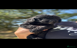 Labradoodle dogs for sale: 🐶 Labradoodle puppies for sale 🐶 - Image 2