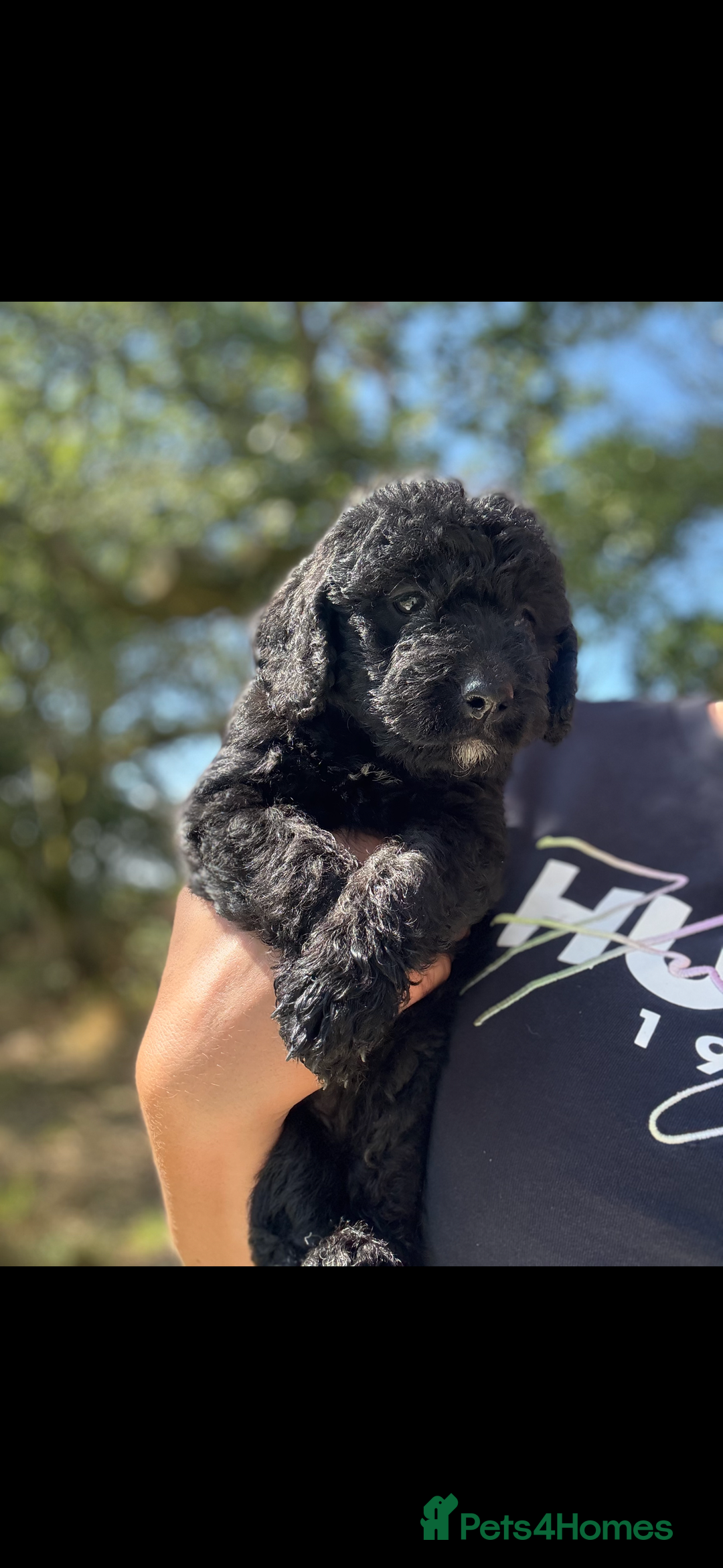 Labradoodle dogs for sale: 🐶 Labradoodle puppies for sale 🐶 - Image 2