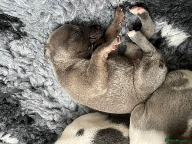 Whippet dogs Whippet Puppies for sale  - Advert 4