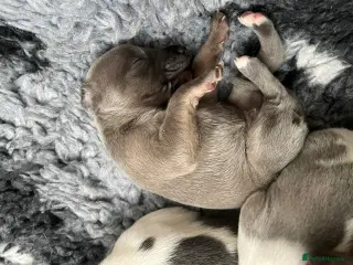 Whippet dogs Whippet Puppies for sale - Advert 4