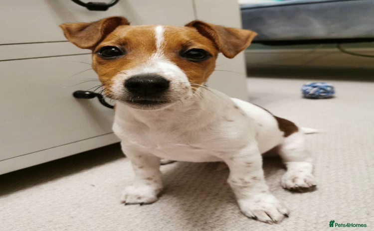 Jack Russell dogs - Advert 2