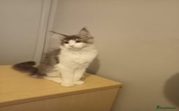 Maine Coon cats for sale: Maine coon kittens - Image 7