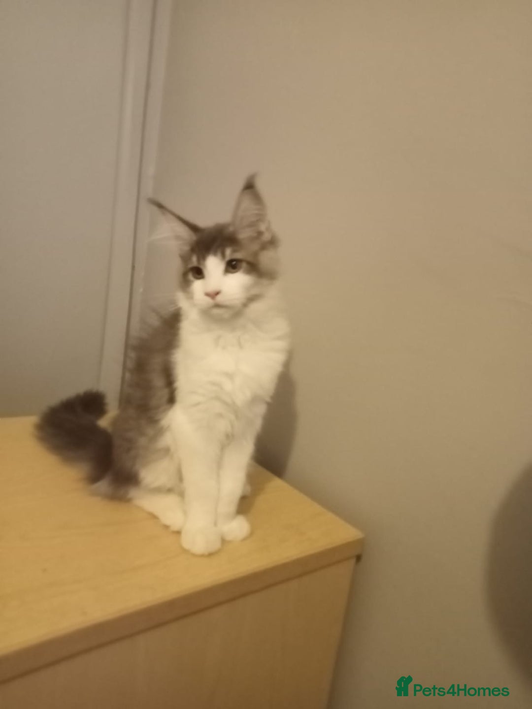Maine Coon cats for sale: Maine coon kittens - Image 7