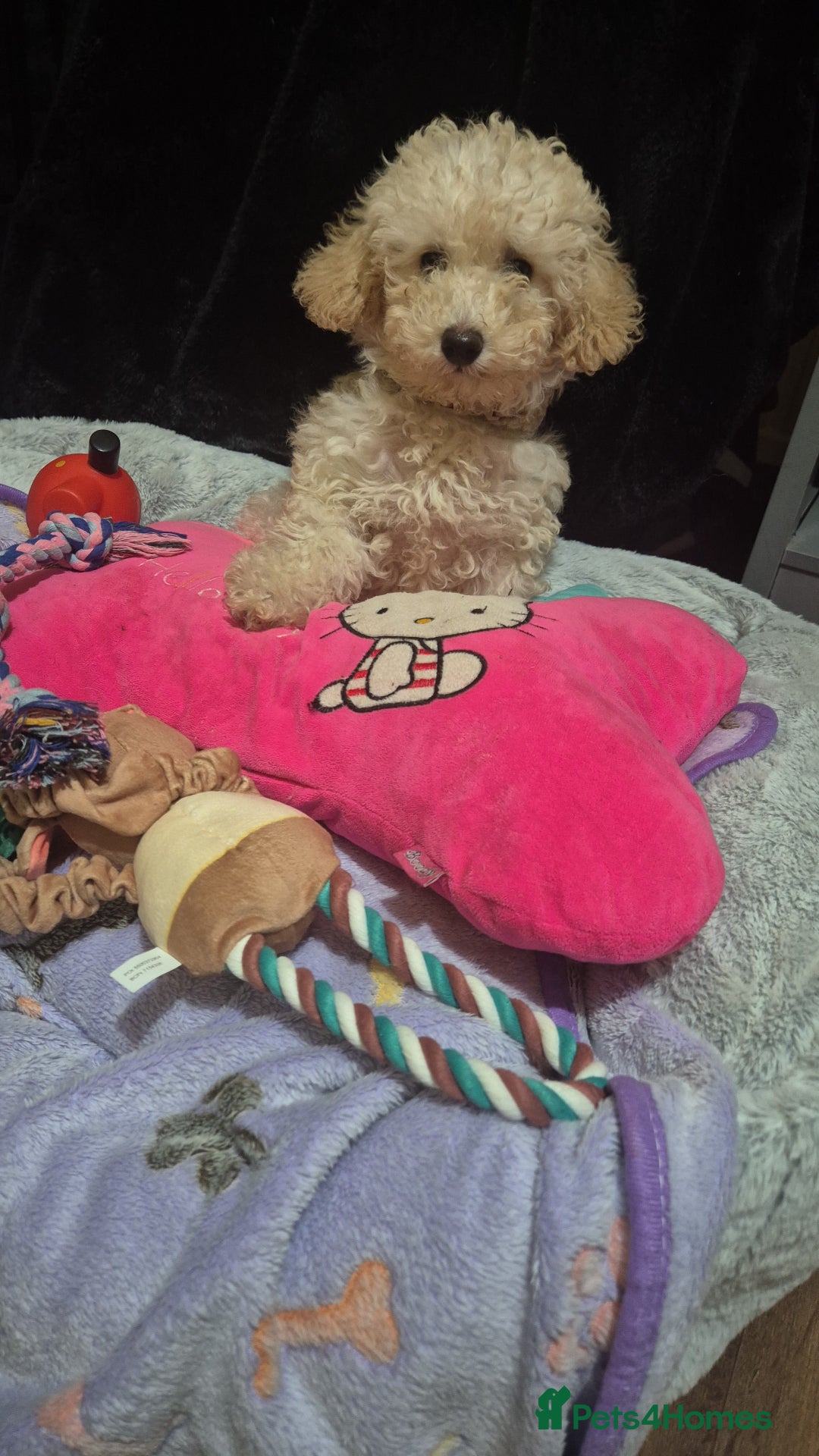 Maltipoo dogs for sale: Loving Home Needed for Maltipoo baby - Advert 5