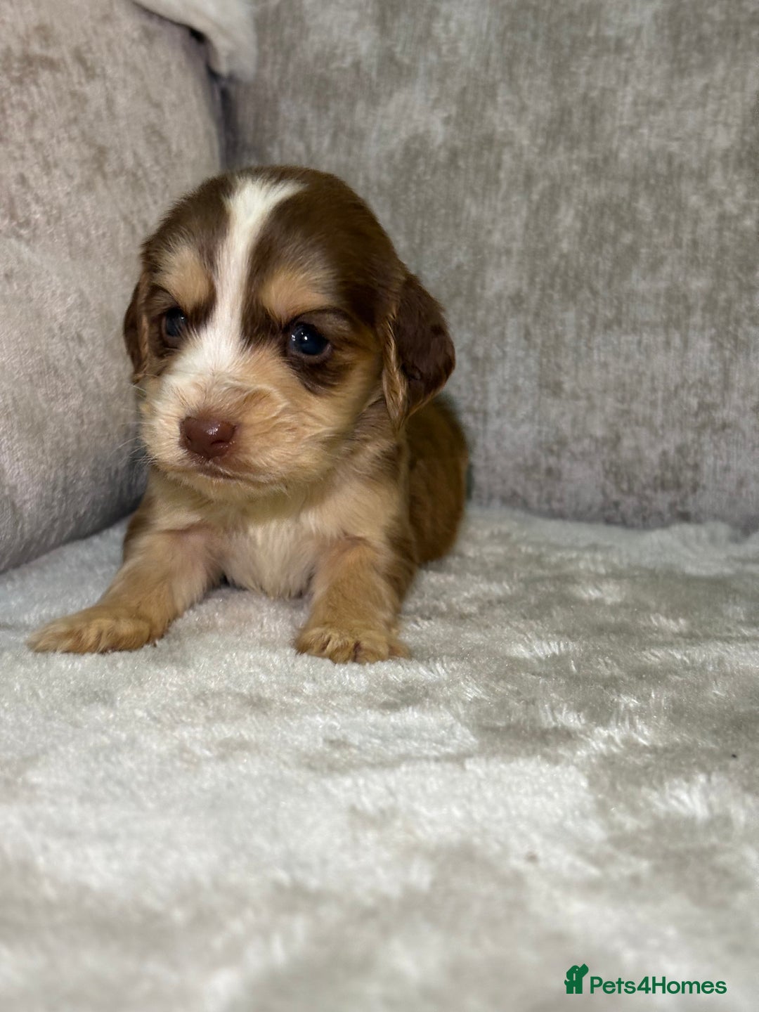 Cocker Spaniel dogs for sale: Stunning cocker spaniel puppies - Advert 35