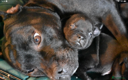 Staffordshire Bull Terrier dogs for sale: Kc registered Staffordshire Bull terrier pups - Image 5