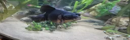Fancy Goldfish fish for sale: Proven Breeding Pair of Black Moors - Advert 4