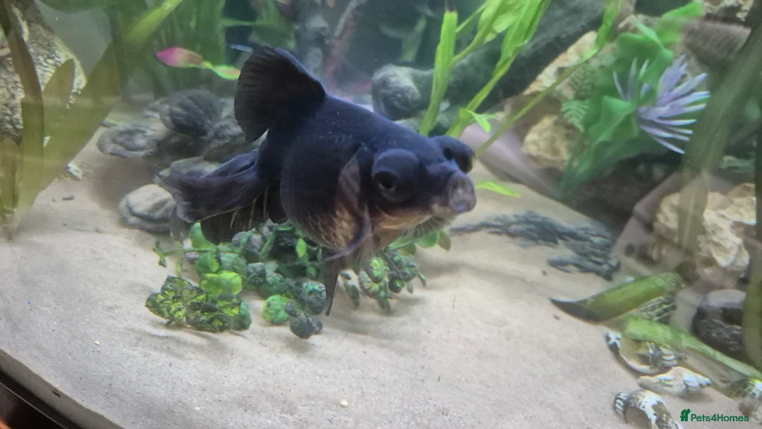 Fancy Goldfish fish for sale: Proven Breeding Pair of Black Moors - Advert 4