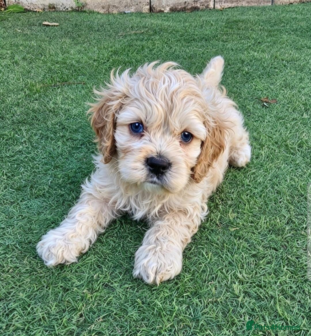 Cockapoo dogs  F1b extensively DNA tested American cockerpoo  - Advert 4