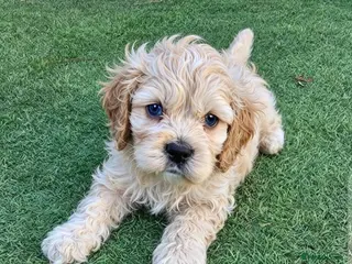 Cockapoo dogs F1b extensively DNA tested American cockerpoo - Advert 4