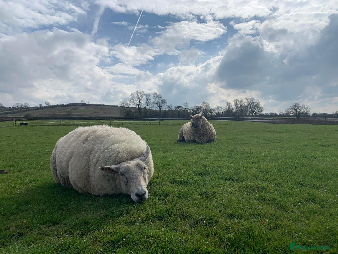 Sheep livestock for sale: 2 Pet Sheep for Rehoming - Advert 1