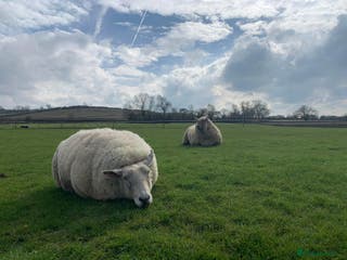 Sheep livestock 2 Pet Sheep for Rehoming - Advert 1