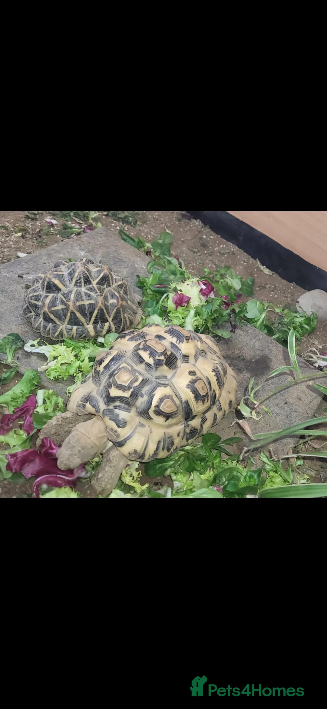 Tortoise reptiles for sale: Tortoise  in Darlington - Advert 1