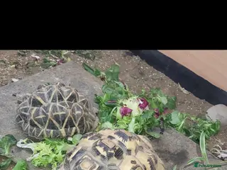 Tortoise reptiles Tortoise in Darlington - Advert 13