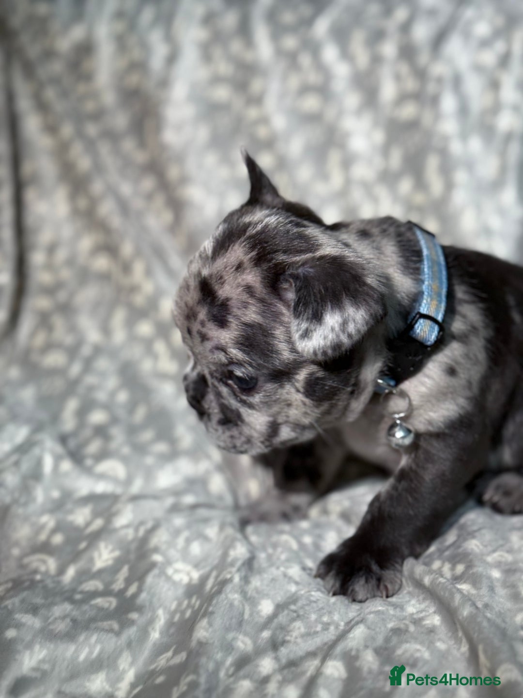 French Bulldog dogs for sale: French bulldog puppies for sale! - Advert 21