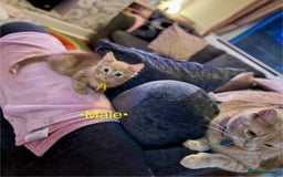 Mixed Breed cats for sale: Beautiful kittens for sale ~ 4 ginger, 1 tortie - Image 11