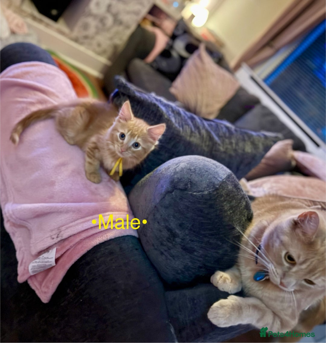 Mixed Breed cats for sale: Beautiful kittens for sale ~ 4 ginger, 1 tortie - Image 11