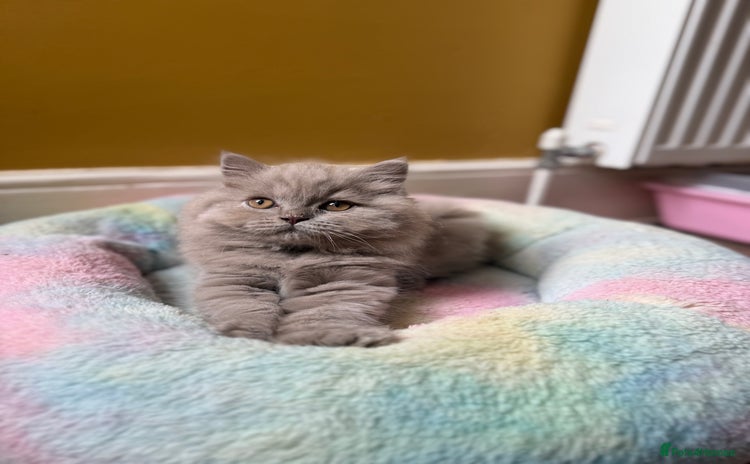 British Longhair cats - Advert 2