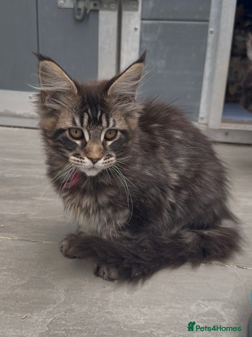Maine Coon cats XL black smoke black maine coon kittens - Advert 2