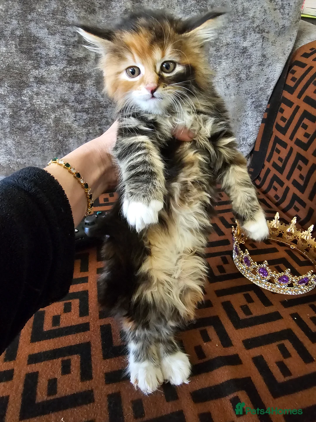 Maine Coon cats for sale:  Beautiful Siberian x Maine Coon Kittens Available - Advert 10