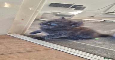 Persian cats - Advert 7