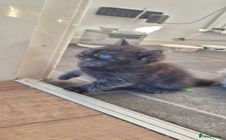 Persian cats - Advert 1