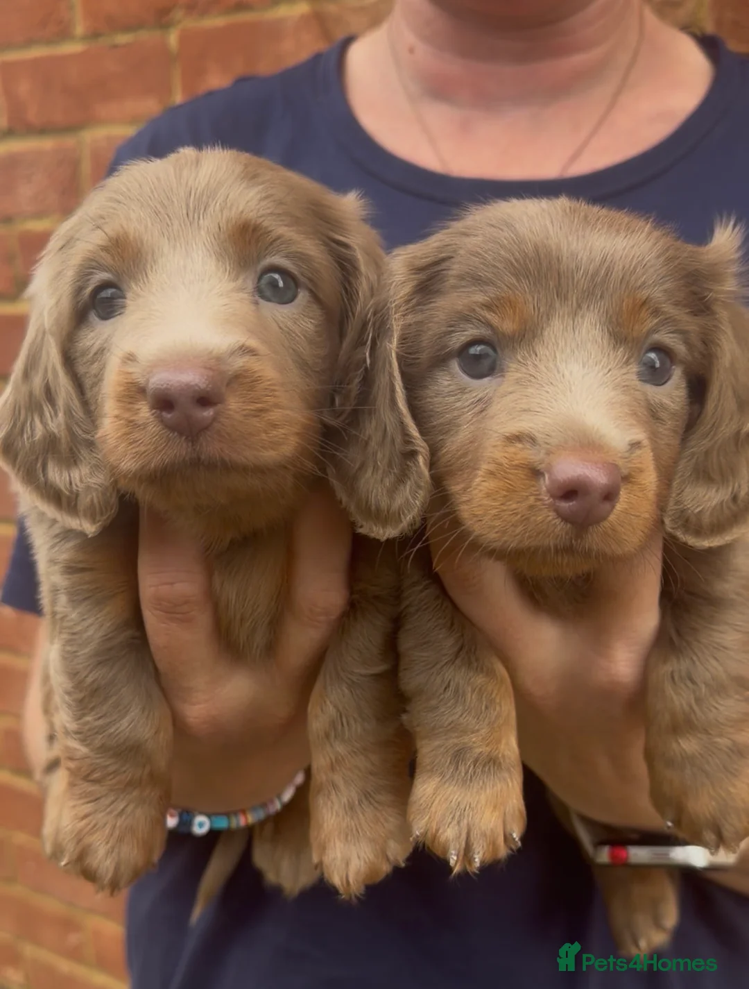 Miniature Dachshund dogs for sale: Long Haired Miniature Dachshund-Isabella&Chocolate - Advert 2