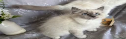 Ragdoll cats for sale: GCCF REGISTERED DNA TESTED PARENTS - Advert 4
