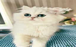 Persian cats for sale: Beautiful Chinchilla Persian Kittens*** - Image 9