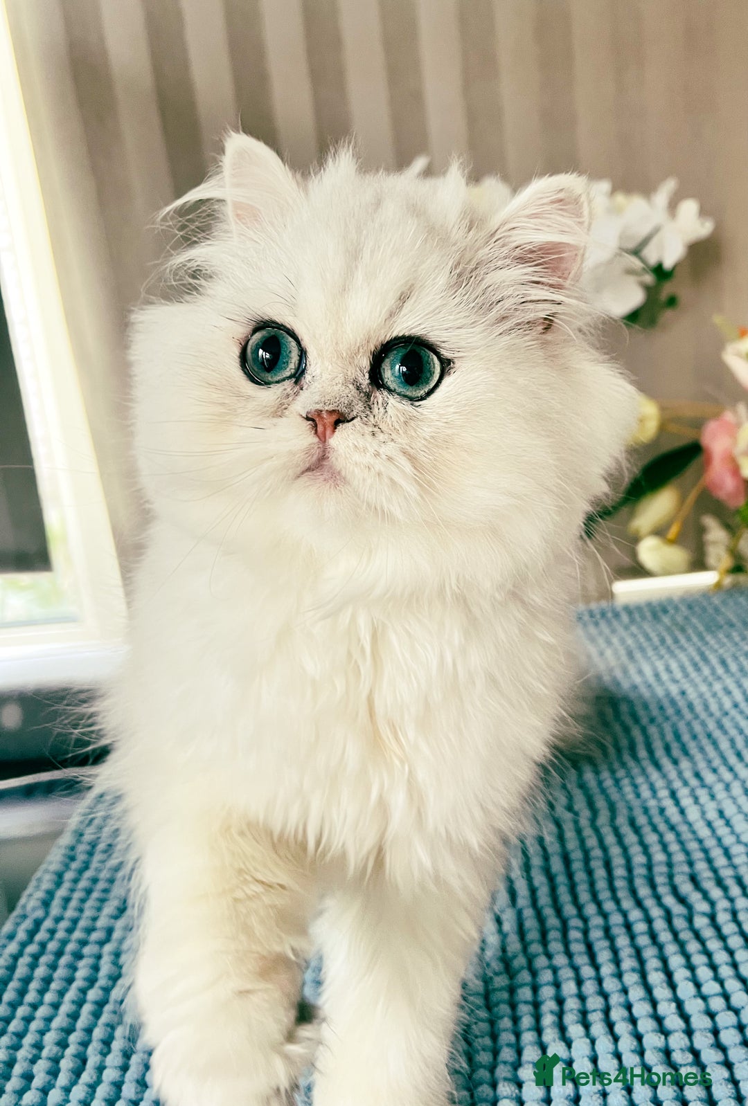 Persian cats for sale: Beautiful Chinchilla Persian Kittens*** - Image 9