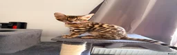 Bengal cats for sale: Stunning Bengal 3 Boys left - Advert 23